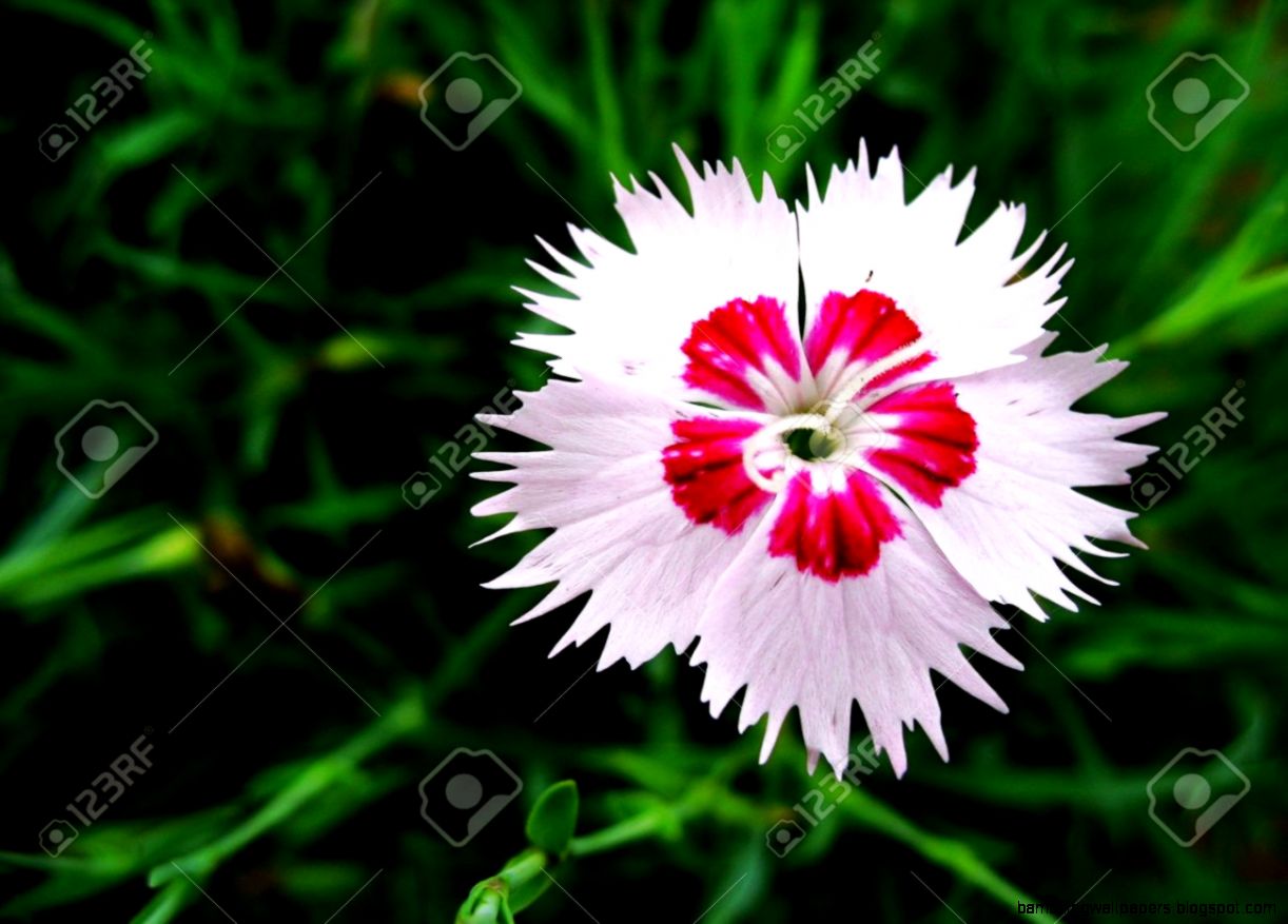 Nature Of Some Beautiful Flowers Stock Photo Picture And Royalty Nature Of Some Beautiful Flowers Stock Photo Picture And Royalty