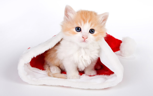 Wallpaper Kucing Lucu & Imut di Dalam Topi Santa