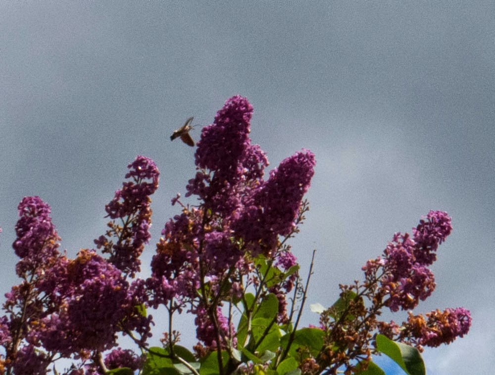 Macque Buddleias And Butterflies