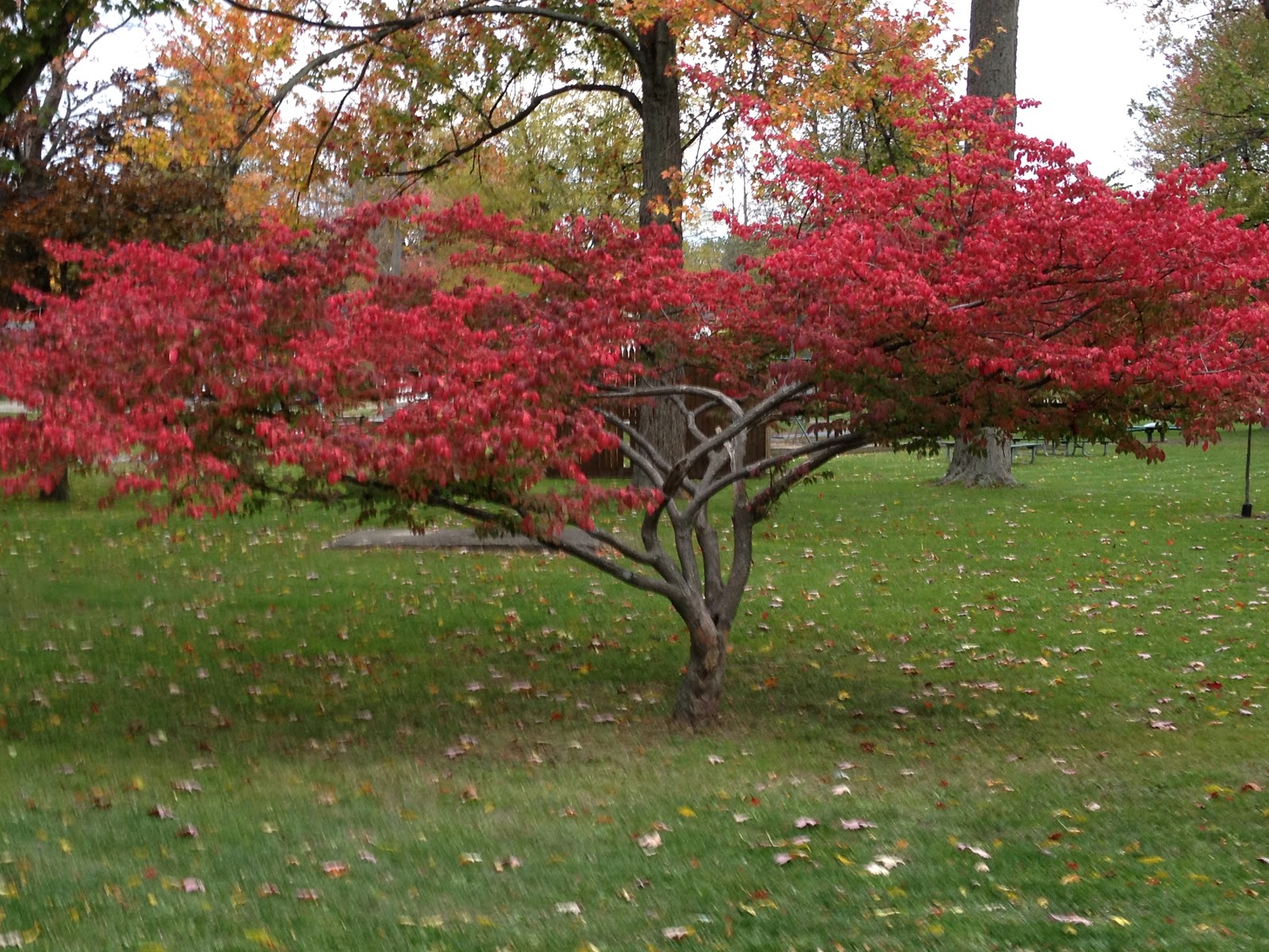 Burning Bush Tree