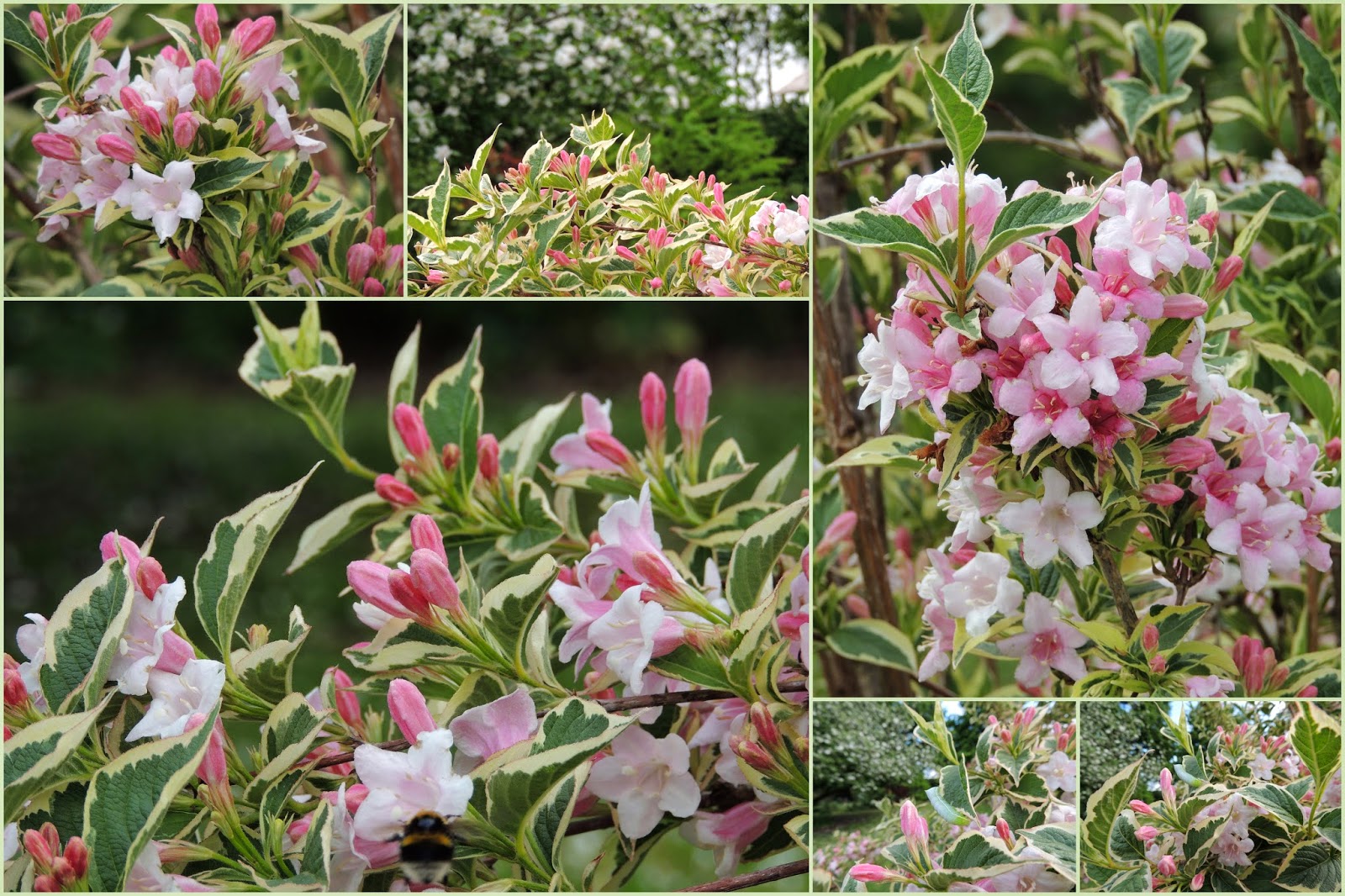 Weigela Florida Alexandra Taille