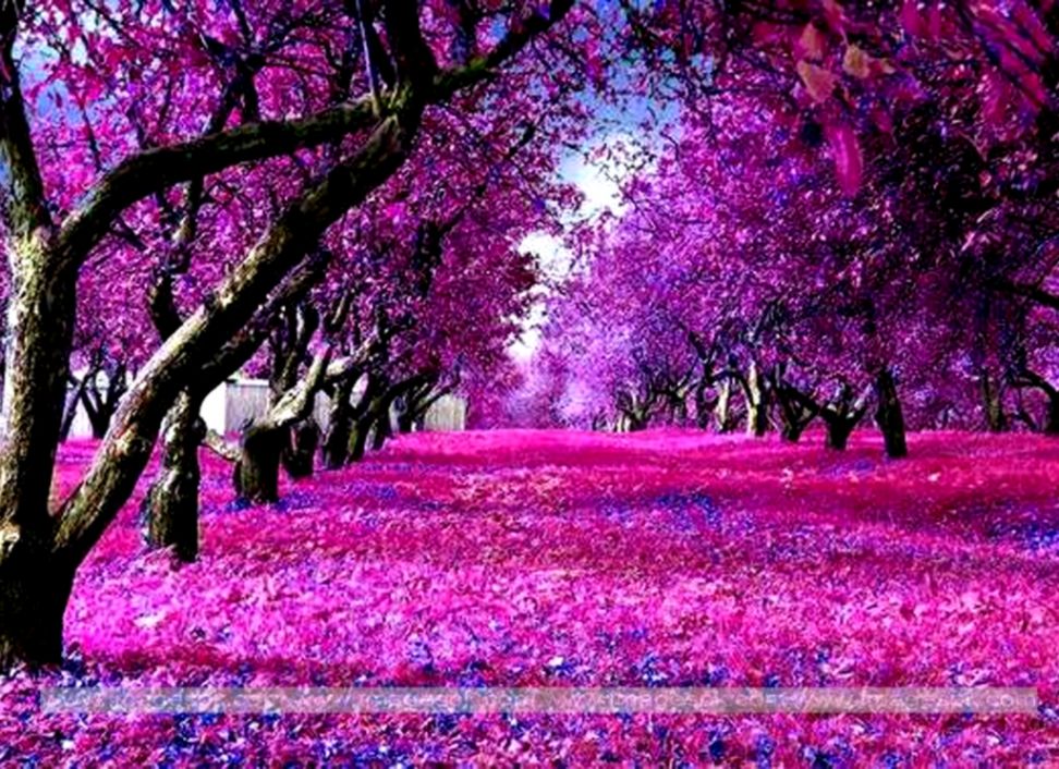 Purple Nature Wallpaper WallpaperSafari