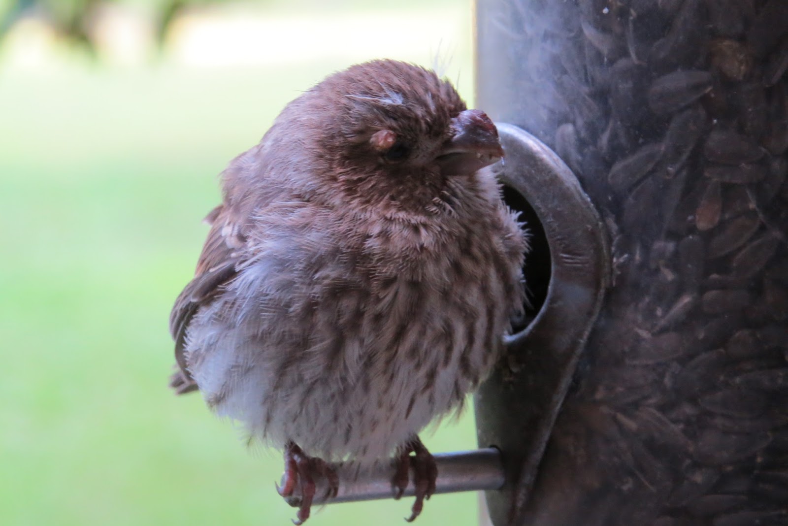 Penelopedia Nature and Garden in Southern Minnesota Avian Pox