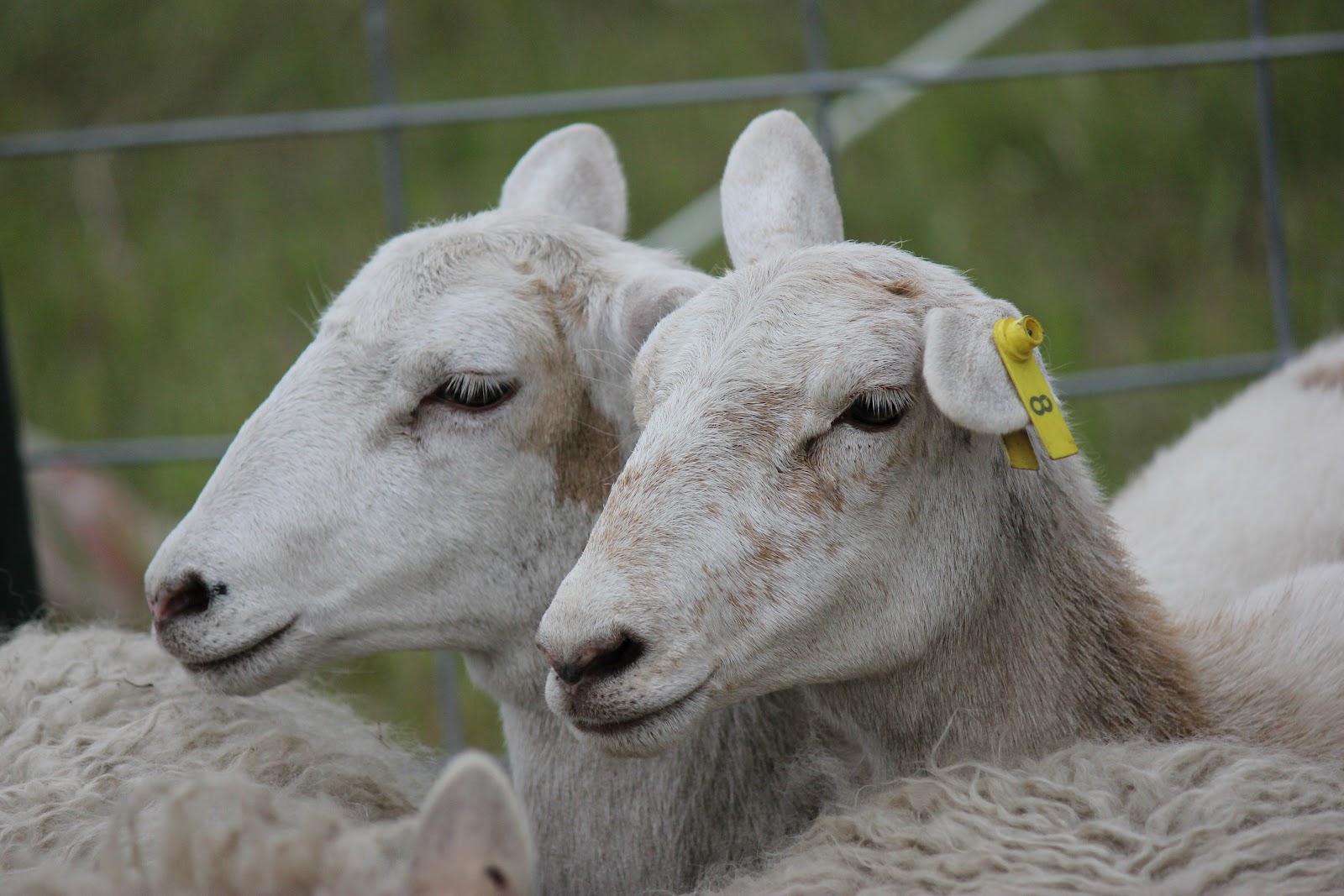 From The Ground Up No more mowing, sheep eat my grass!