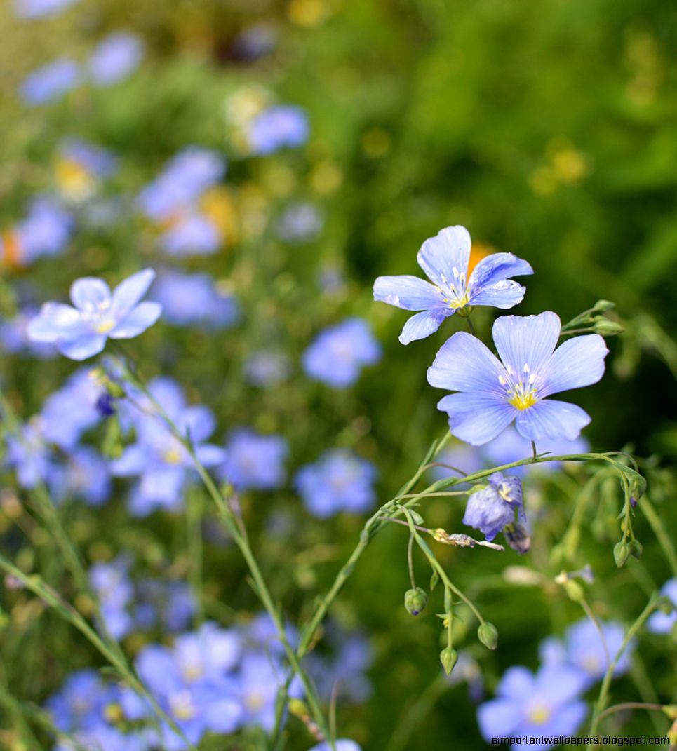 Linum perenne Perennial Flax the landscape of us Linum perenne Perennial Flax the landscape of us
