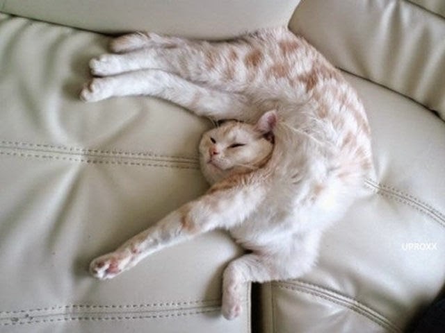 Fun Animals Wiki, Videos, Pictures, Stories: Funny Pose to Sleep