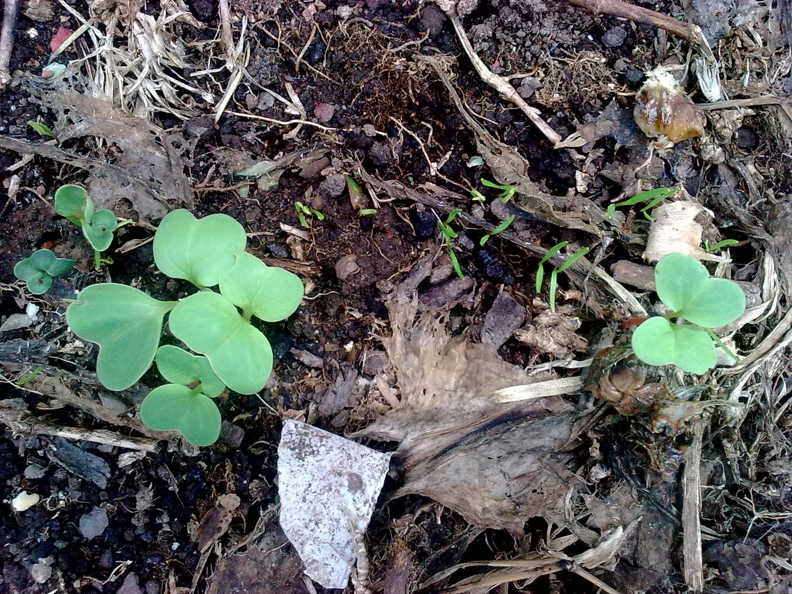 companion planting organic gardening green finger tips radish and