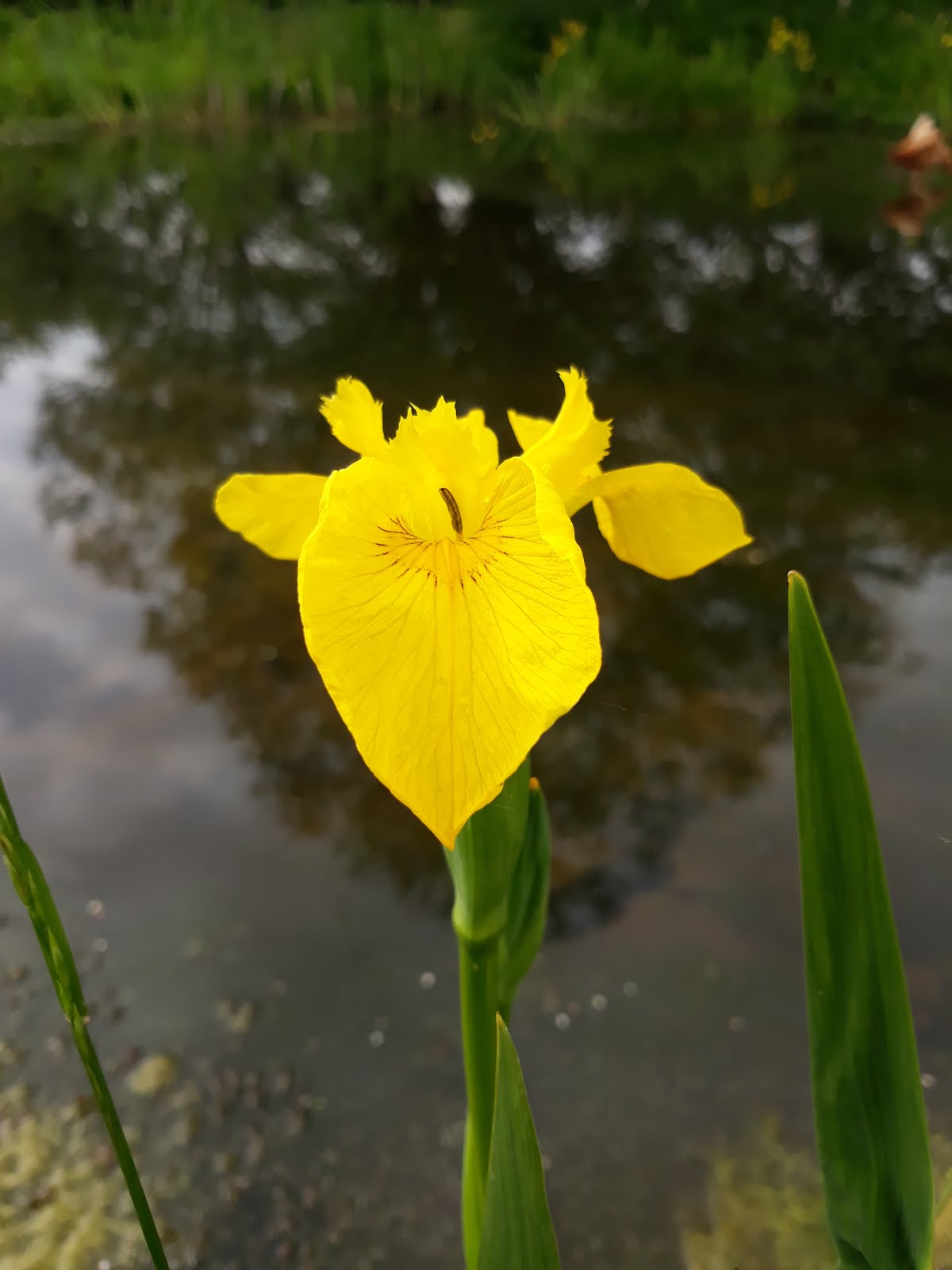Flag iris are looking spectaular