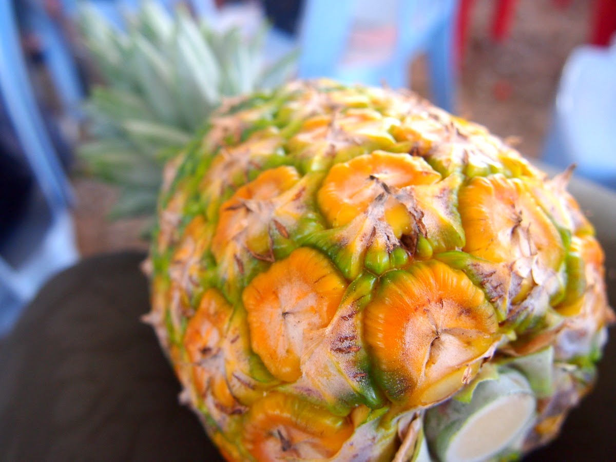 Travelholic A Trip to Pineapple Plantation in Selangor