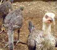 Ayam Bangkok Lancuran Malang Ayam Birma Malang