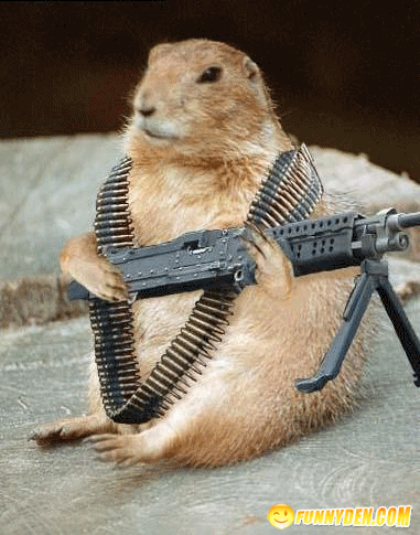 funny+squirrels+with+guns+2.gif
