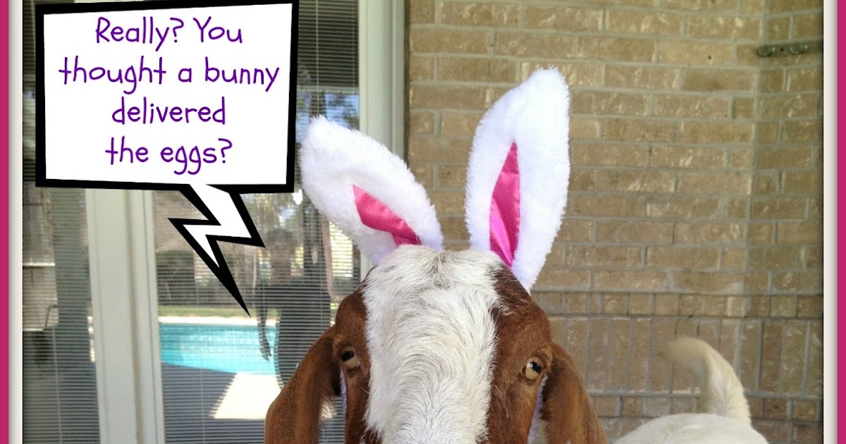 Crafty in Crosby Gus the Bunny Goat