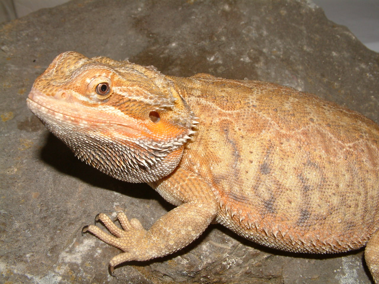 bearded-dragon-products-substrate