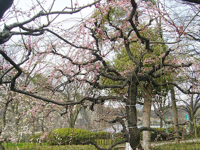 大阪城公園梅林