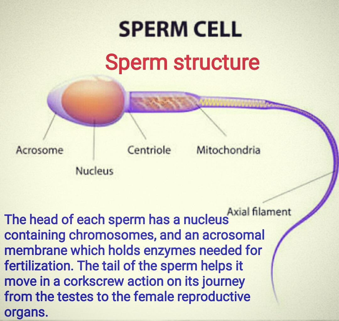 Women produce sperm