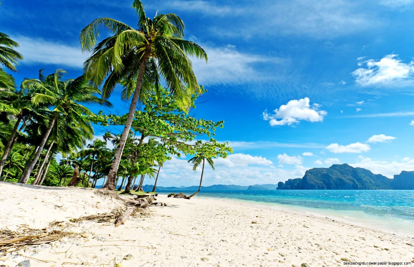 Sunny Tropical Beach Palms Sunny Tropical Beach Palms