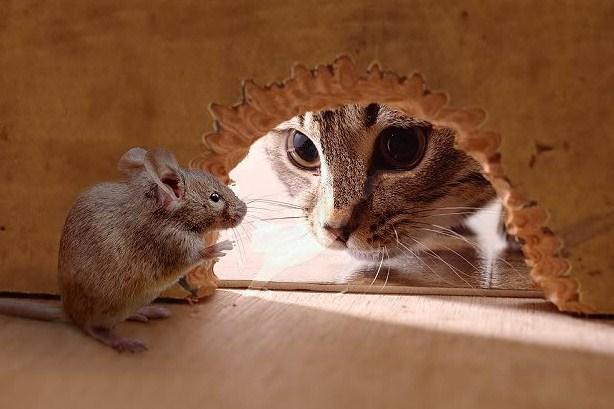All Funny,Cute,Cool and Amazing Animals: Funny mouse Images and