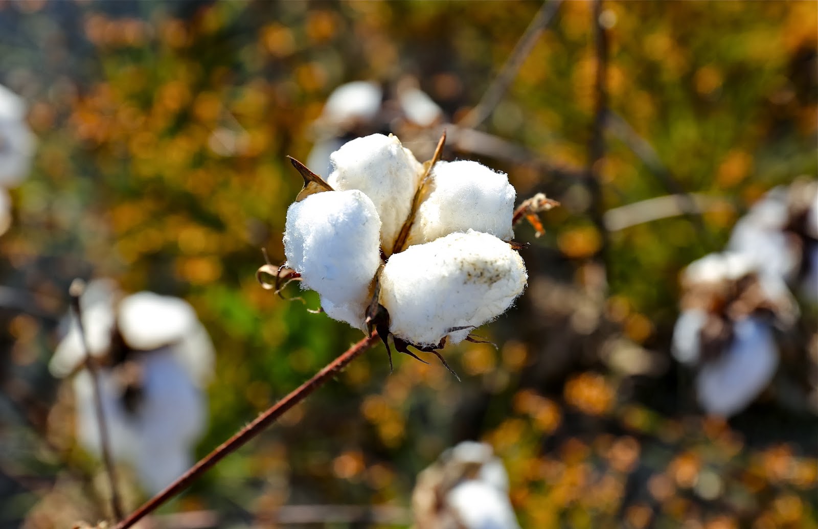 Sweet Southern Days Cotton Pickin' Time in South