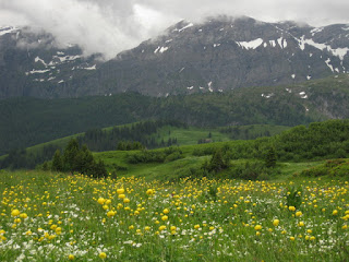 White and yellow wildflowers in a meadow along the AlpRundweg Leiterli trail, with snow-streaked mountains, Lenk, Switzerland