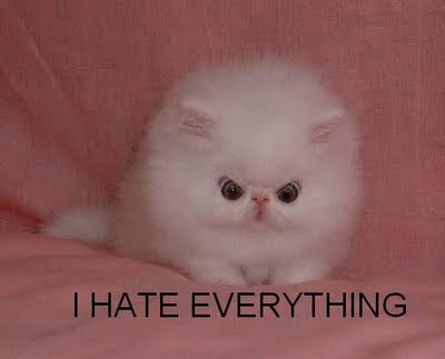 pissed off cat pissed off cat
