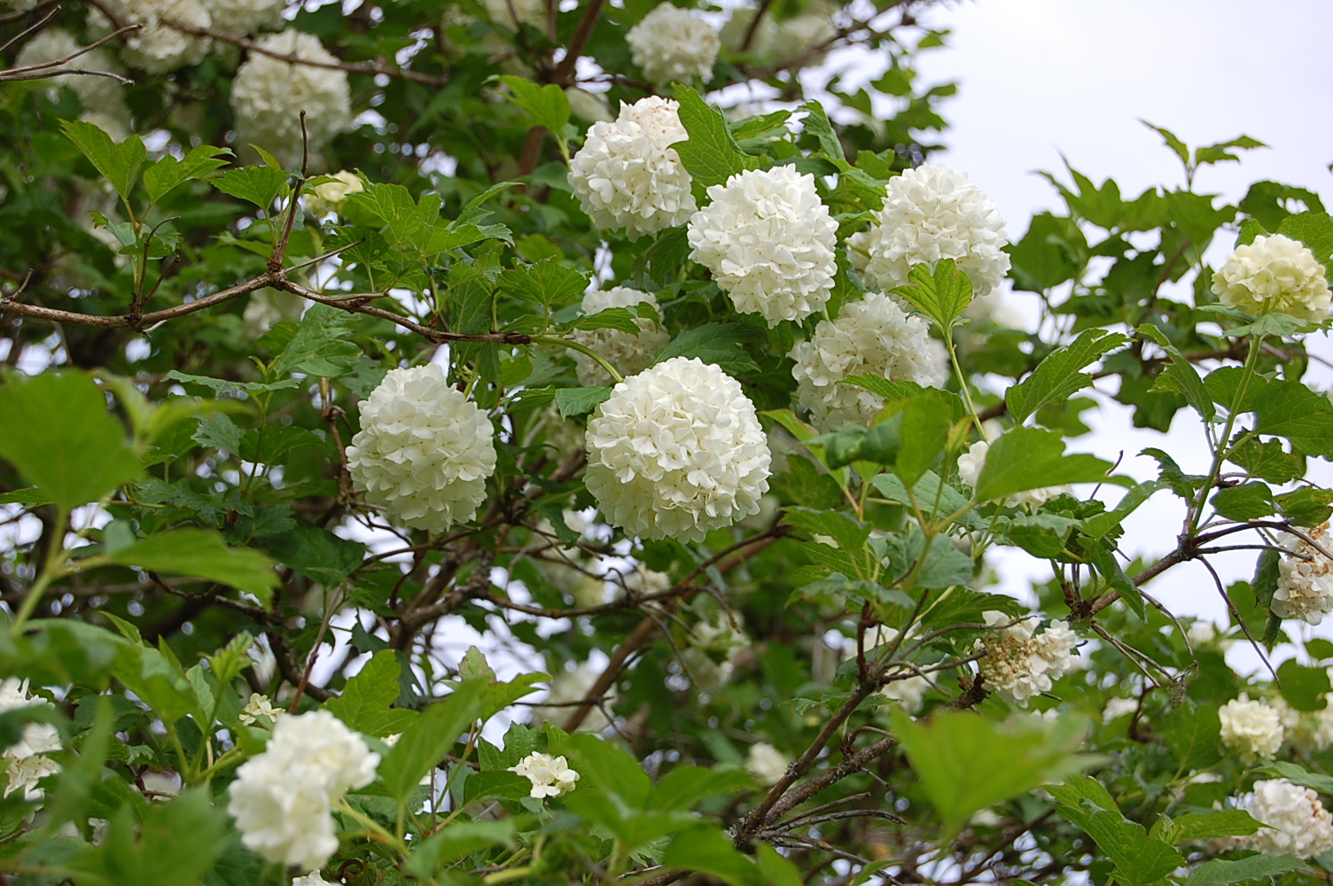 saltbox treasures Summer Snowballs