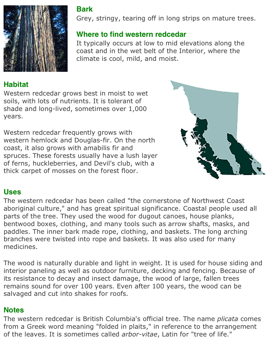 Vancouver Island Big Trees Identify Trees