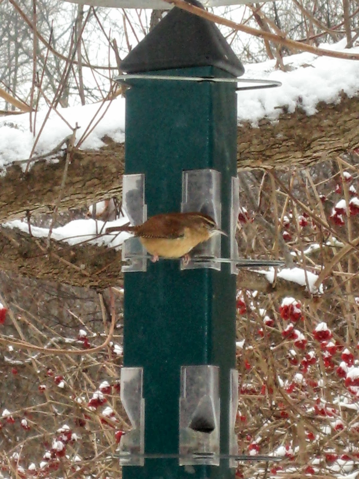 Meadow Muffin Gardens Fill The Bird Feeders and Enjoy the Show