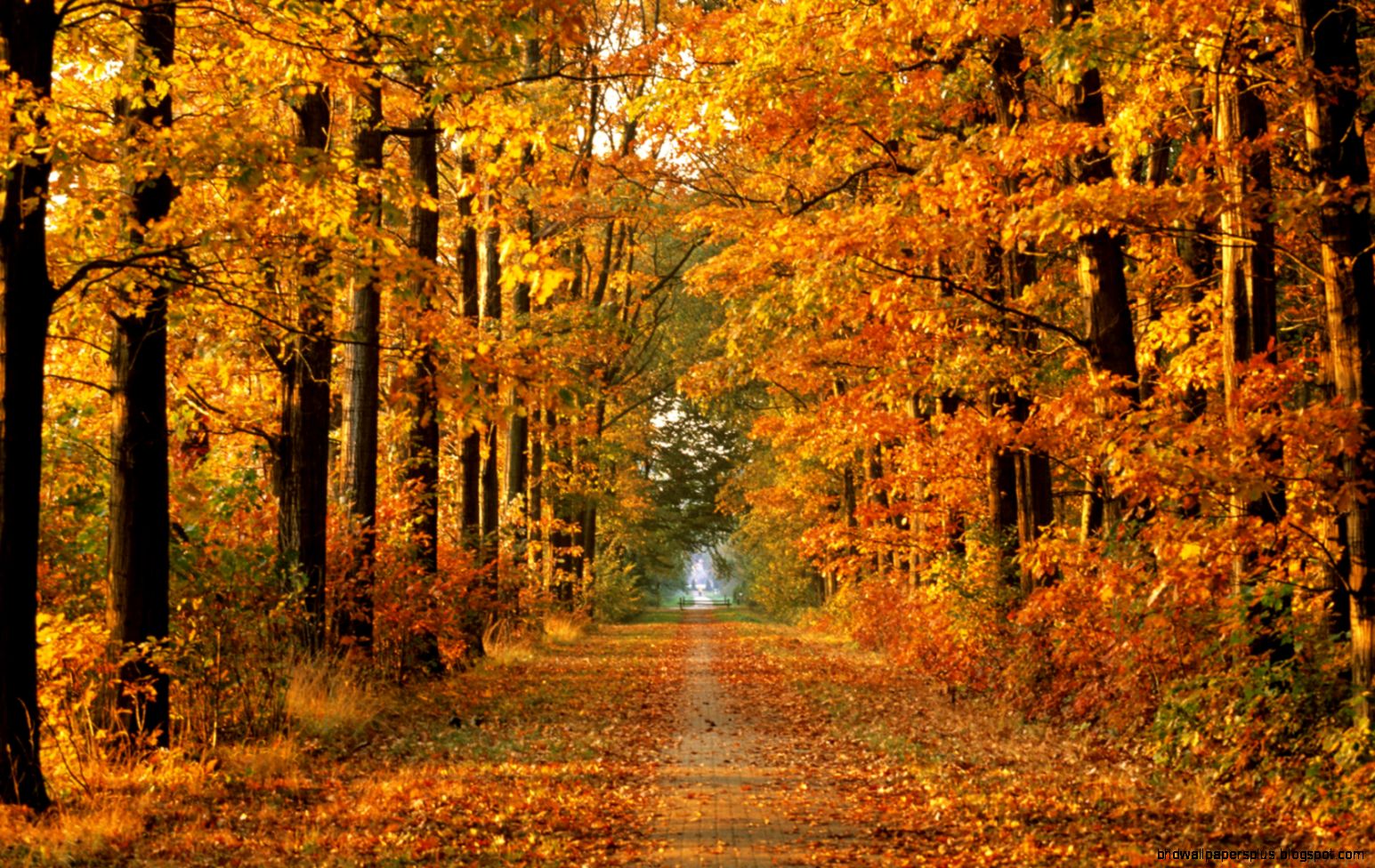 859 Fall HD Wallpapers Backgrounds Wallpaper Abyss 859 Fall HD Wallpapers Backgrounds Wallpaper Abyss