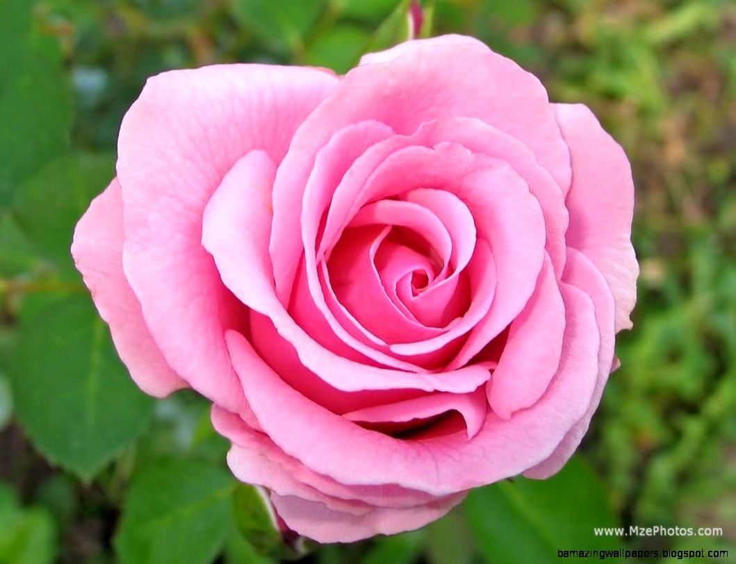 Pink Rose Photo Pink Rose Photo