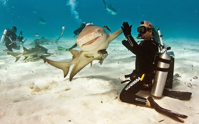 10-Perfectly-timed-animal-shots | Shook hands Perfectly-timed-animal-shots