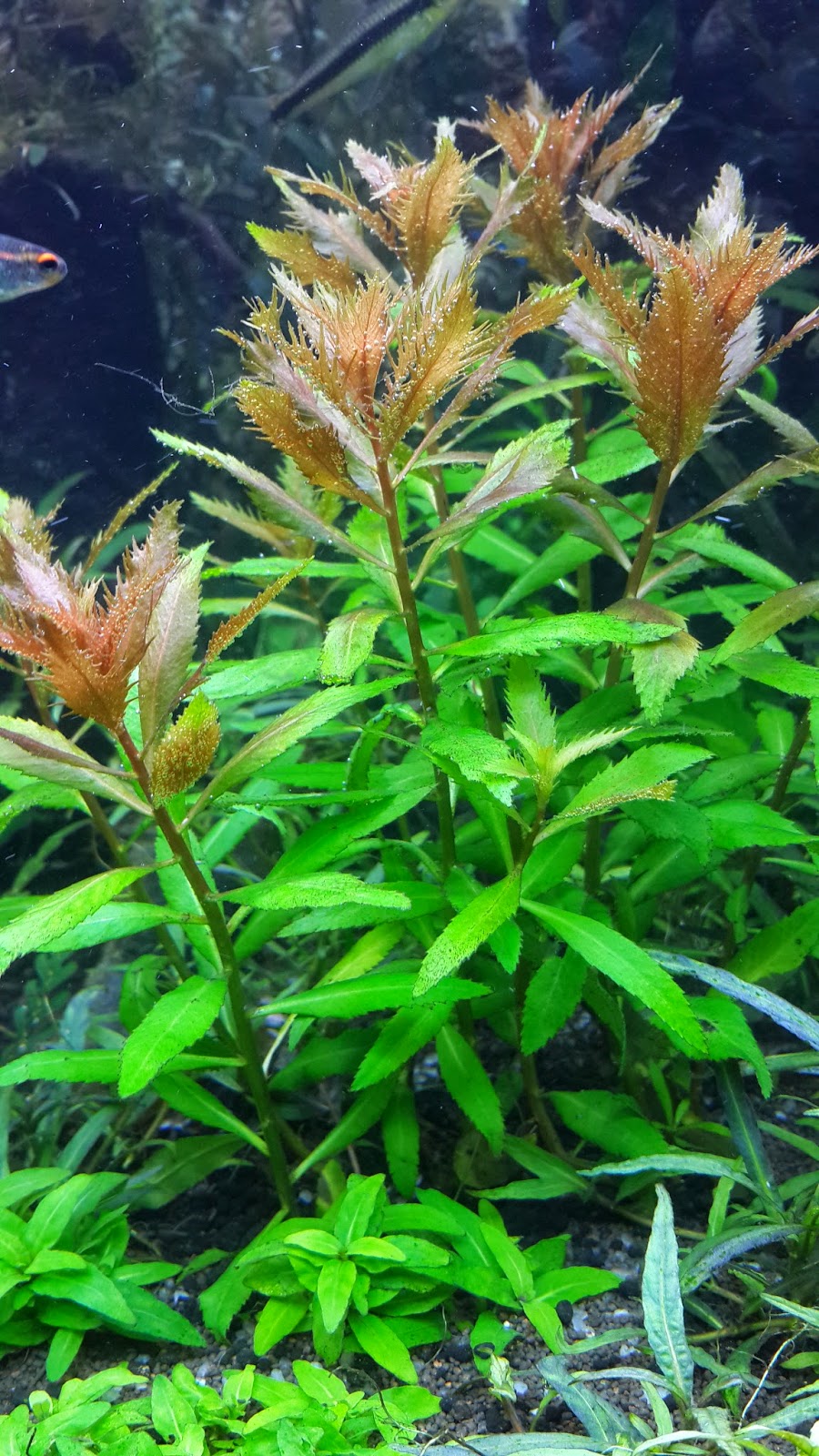 aquascape kl biota aquatic plant jual tanaman air tanaman hias aquascape kl biota aquatic plant jual tanaman air tanaman hias