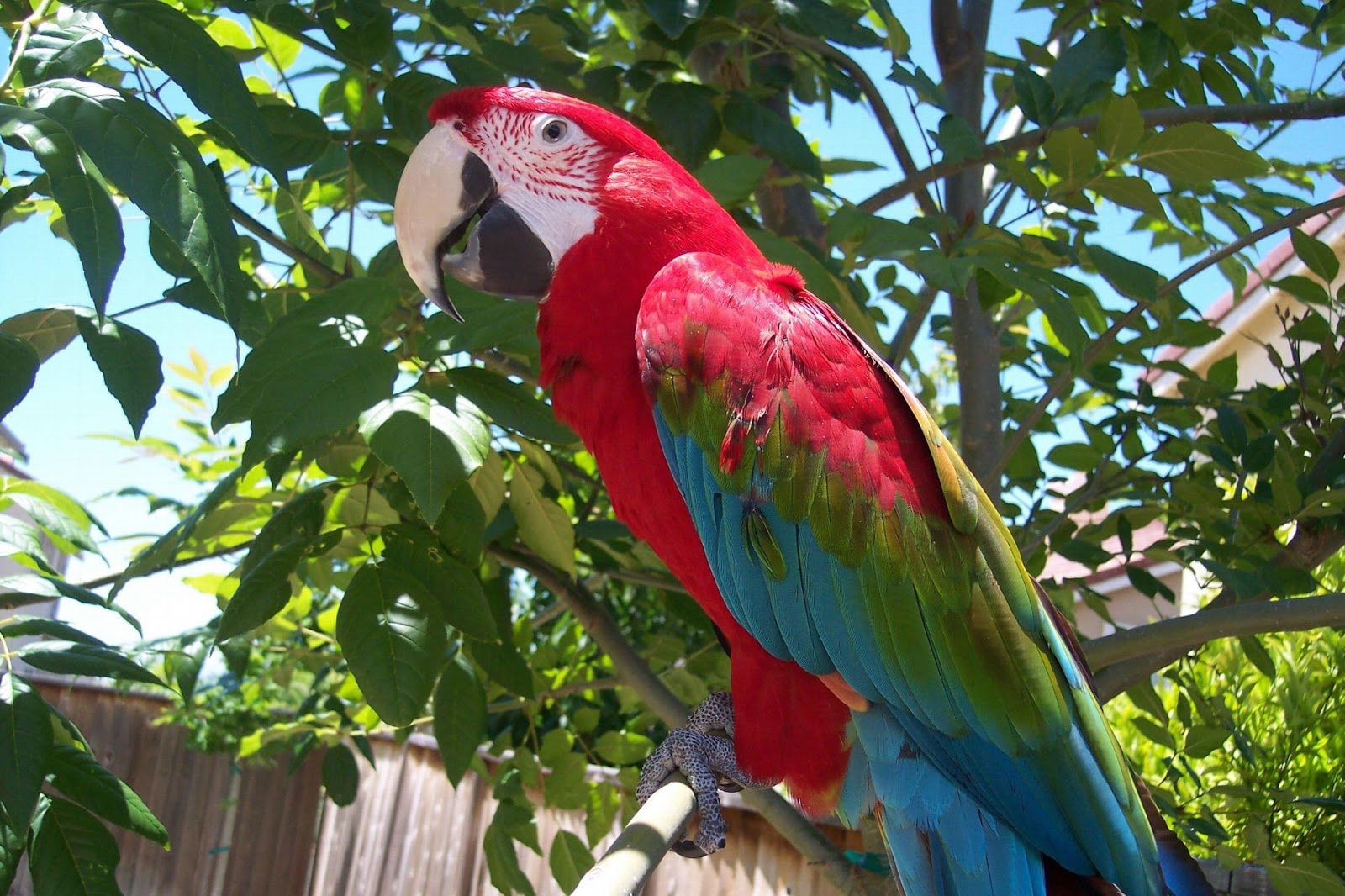 Tips On Captivating Old Macaw Parrot