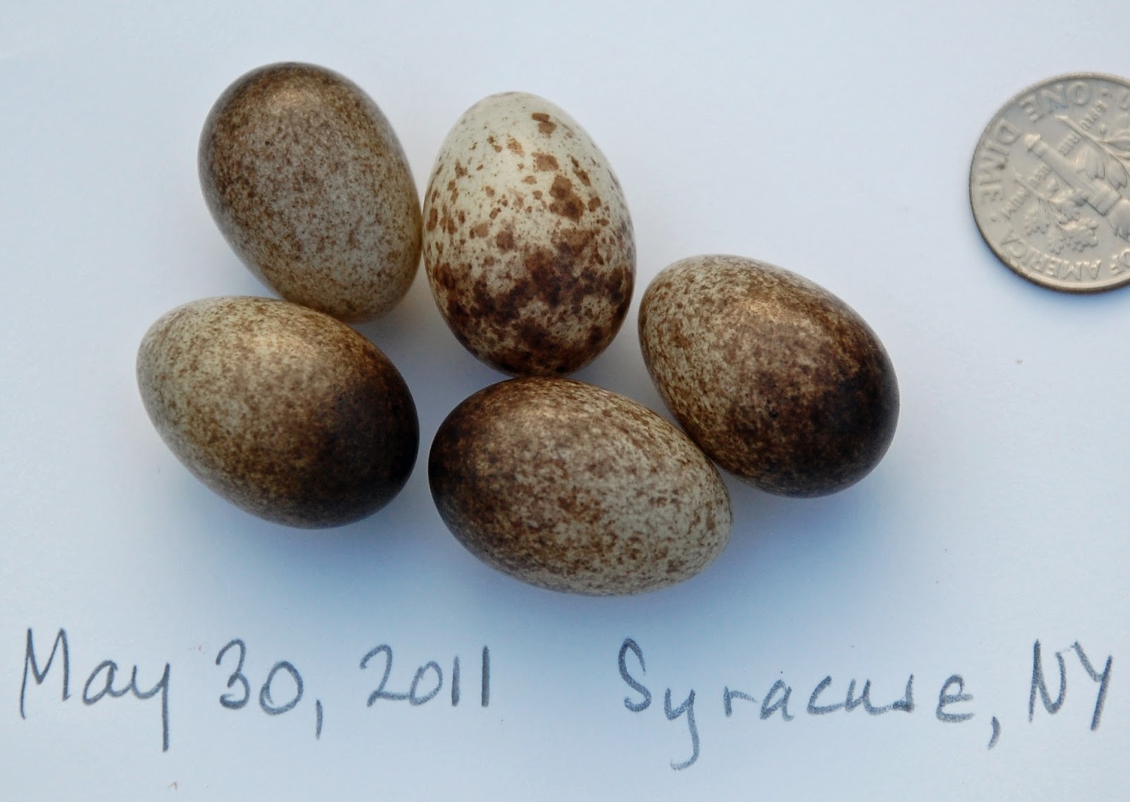 sparrow eggs sparrow eggs