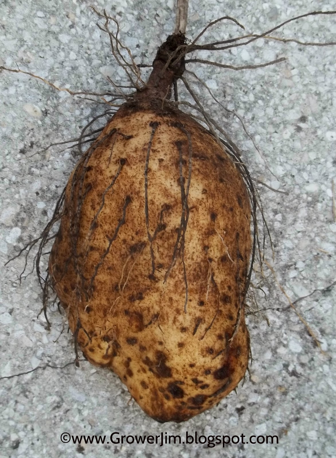 Garden Adventures Winged yam, Ñame (Dioscorea alata)