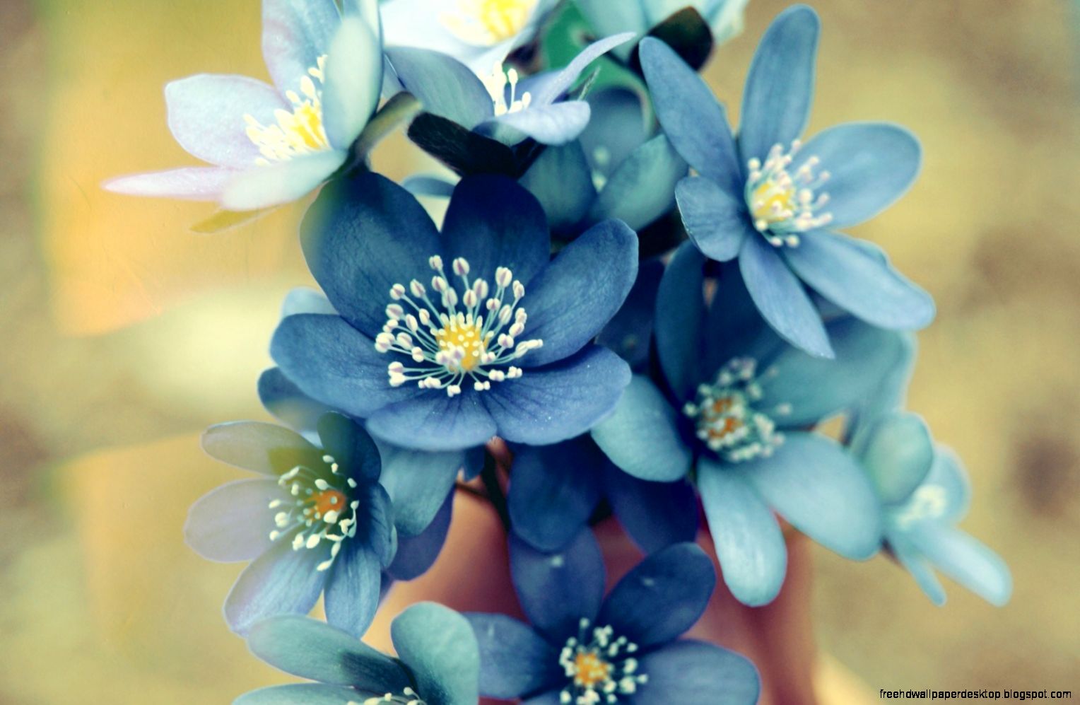 Flowers Blue Petals HD Wallpaper FreeWallsUp Flowers Blue Petals HD Wallpaper FreeWallsUp