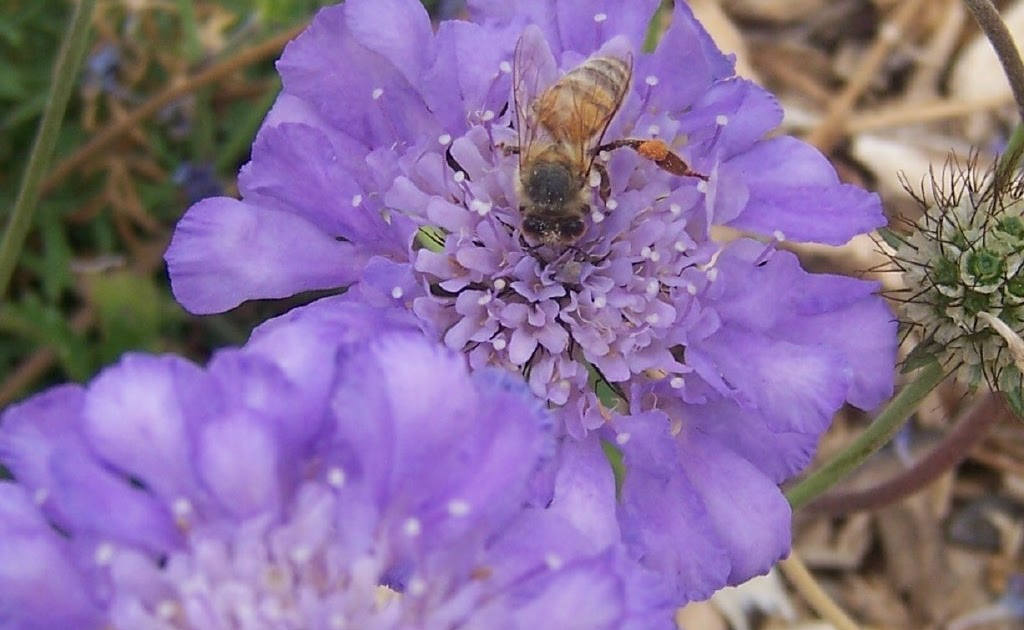 The 2 Minute Gardener Photo Pincushion Flower with bee (Scabiosa