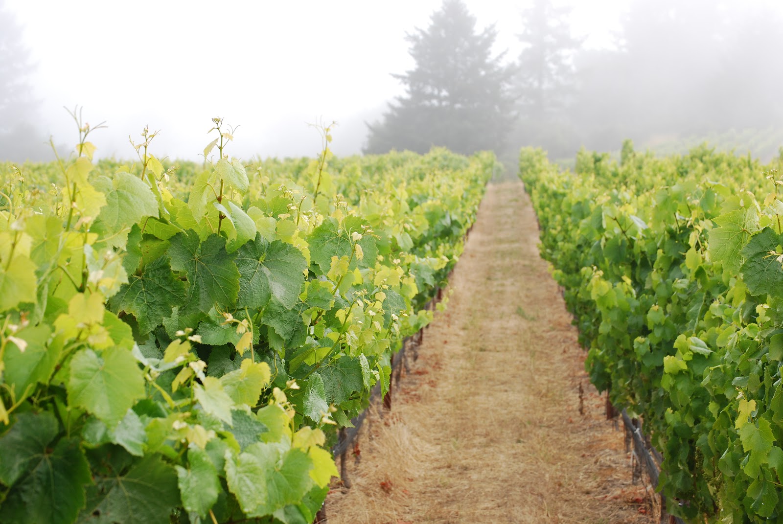 Managing Plant Nutrients: Soil Quality Checkup
