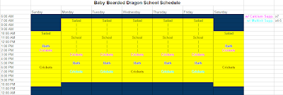 bearded-dragon-lighting-schedule-9.jpg