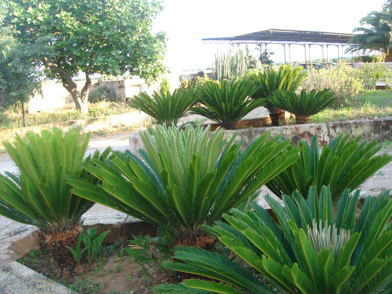 co profondo cycas revoluta co profondo cycas revoluta