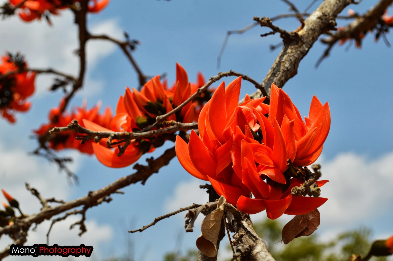 Biodiversity of Bharathidasan University Indian Coral Tree
