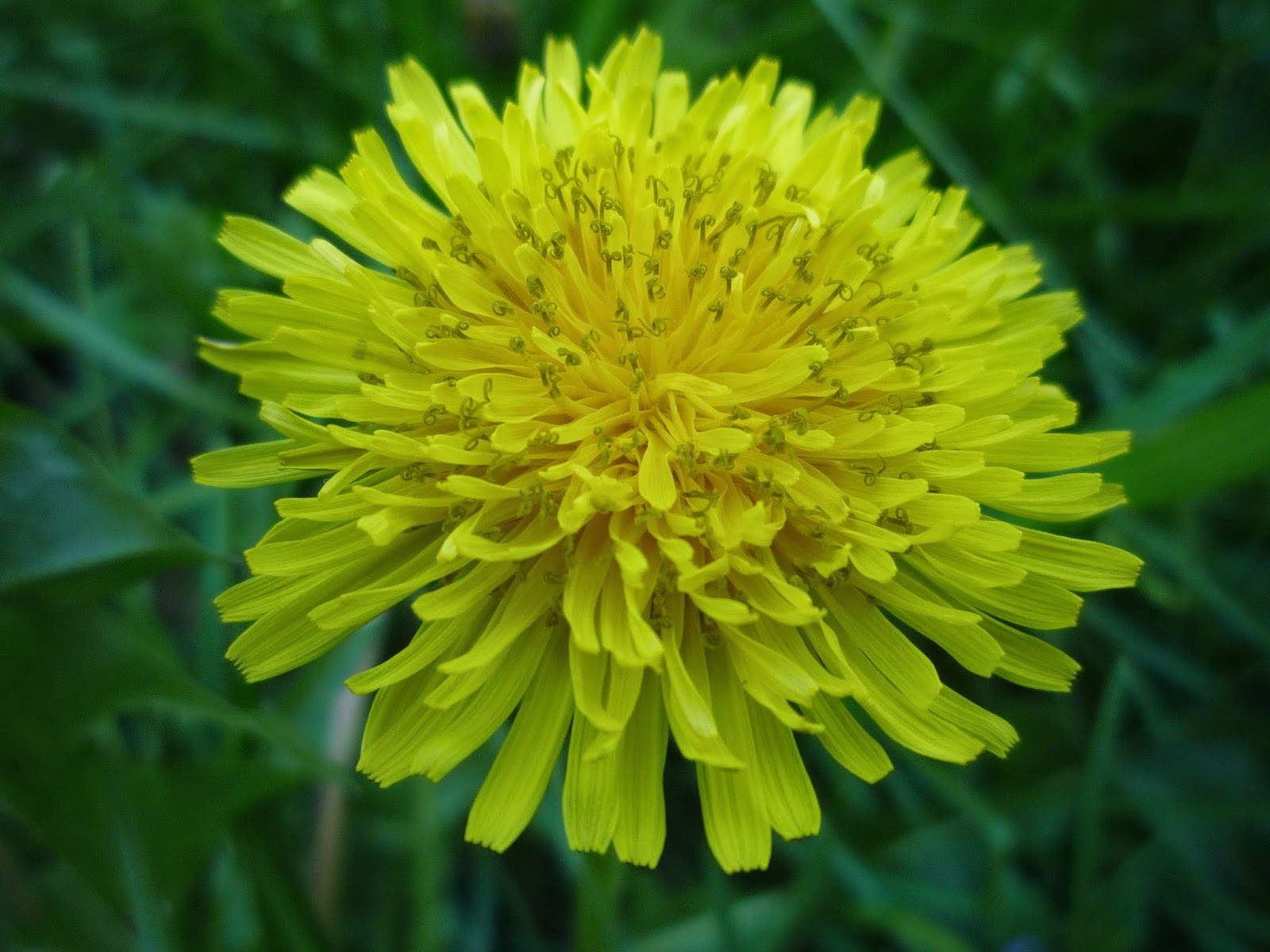 Vermont Backyard Flowers Yellow Rose of Vermont favorite of every