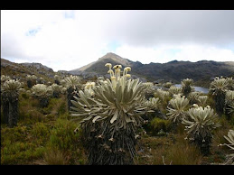 PARAMO DE SANTURBAN