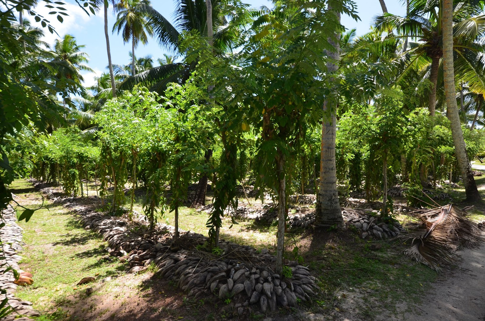 Plantation de Vanille - Ile de la Digue Plantation de Vanille - Ile de la Digue