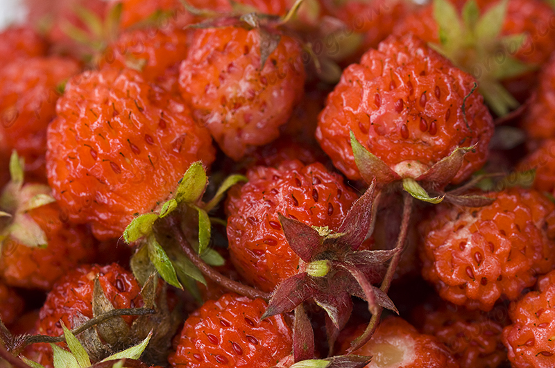 Wild Berries & Fruits Field Guide of Minnesota, Wisconsin and... by Teresa Marrone Wild Berries & Fruits Field Guide of Minnesota, Wisconsin and... by Teresa Marrone