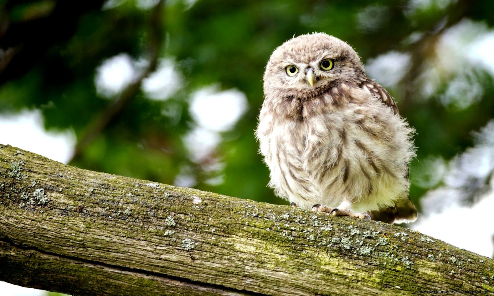 Owl Close Up Owl Close Up