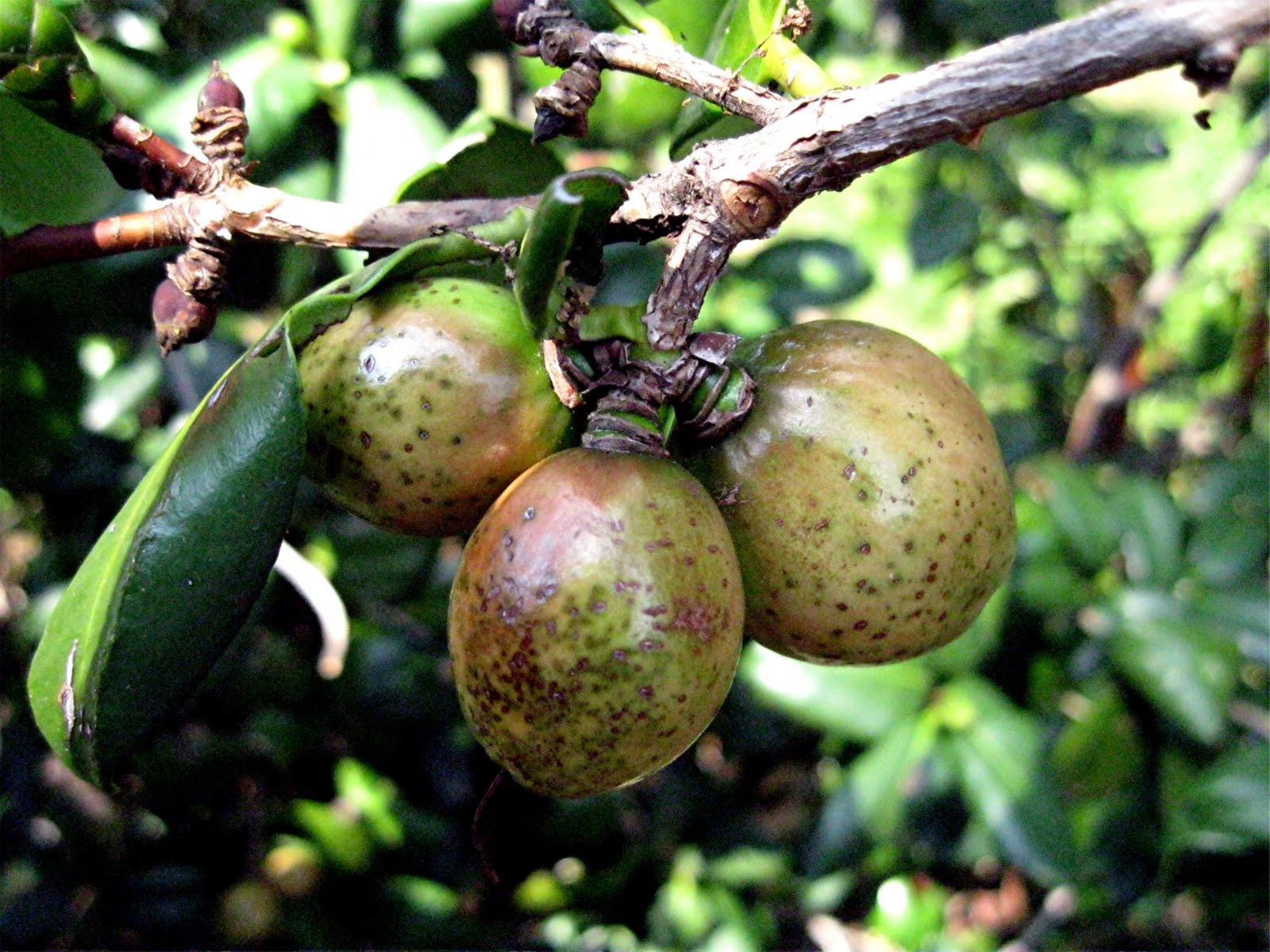 1003 Gardens Camellia fruits