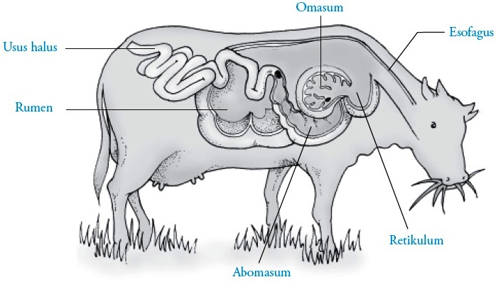 Pada pencernaan sapi setelah makanan dicerna melalui mulut selanjutnya makanan diteruskan menuju