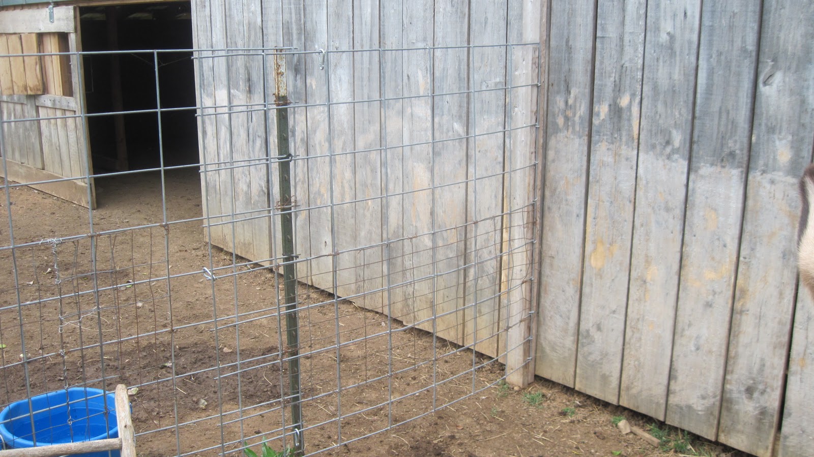 Holes In My Jeans Cattle panel gates