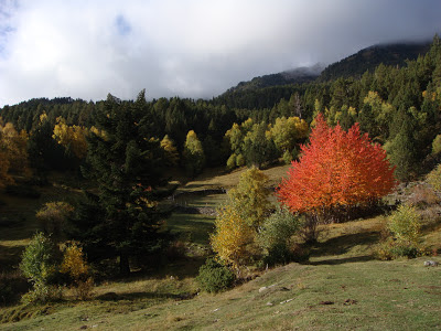 Otoño en los bosques de Son.