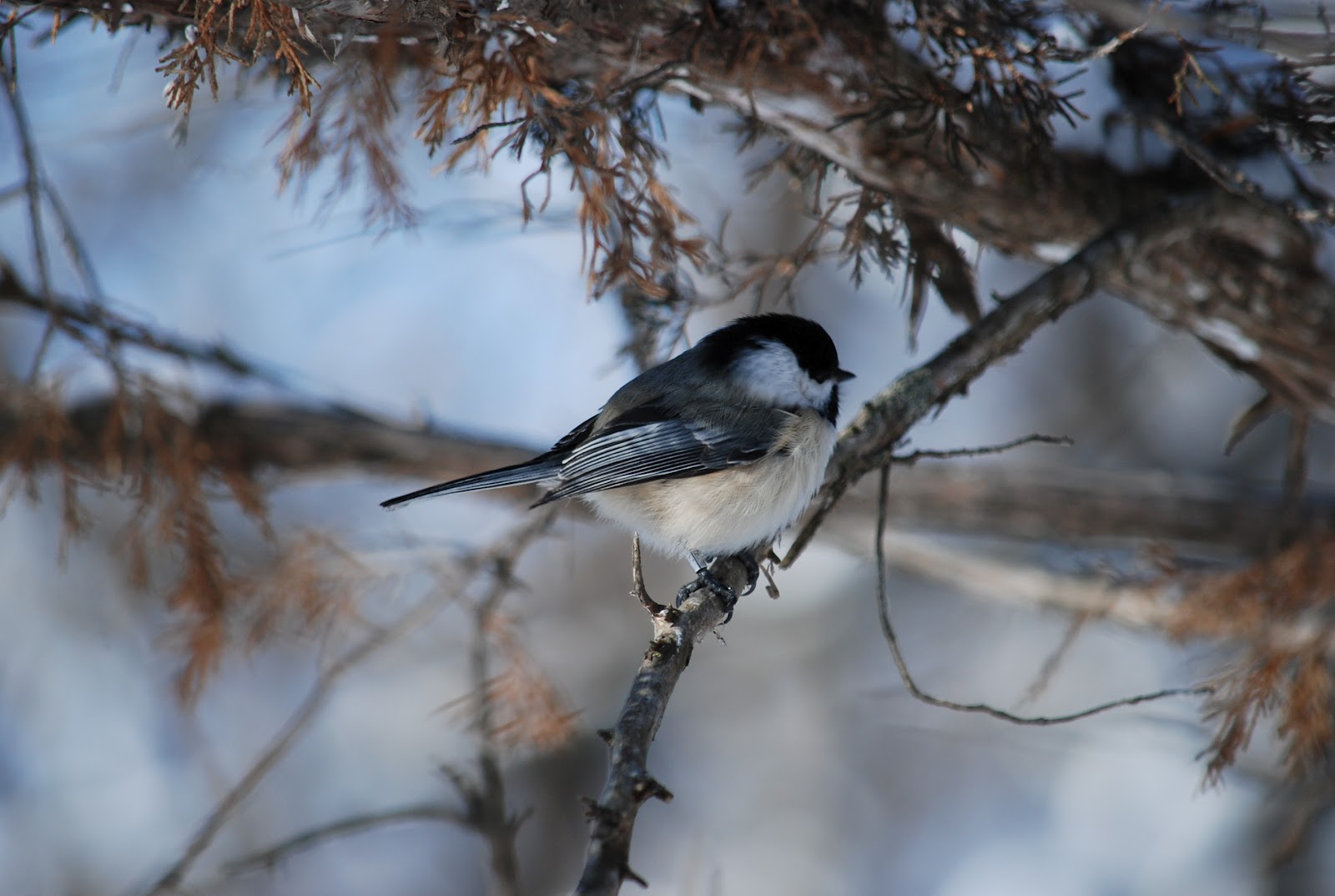 Minnesota Birdnerd Late Winter Bird Banding